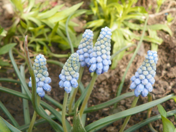 muscari Valerie Finnis - Primavara 2015