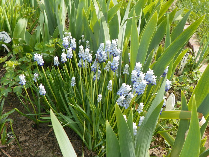 muscari Peppermint - Primavara 2015