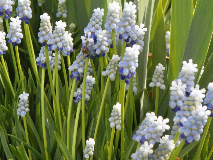 muscari Peppermint - Primavara 2015