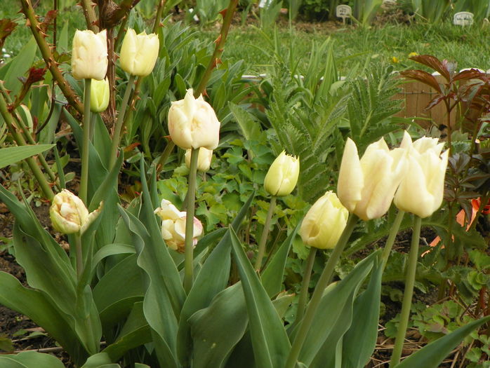 lalele Montreux - Primavara 2015