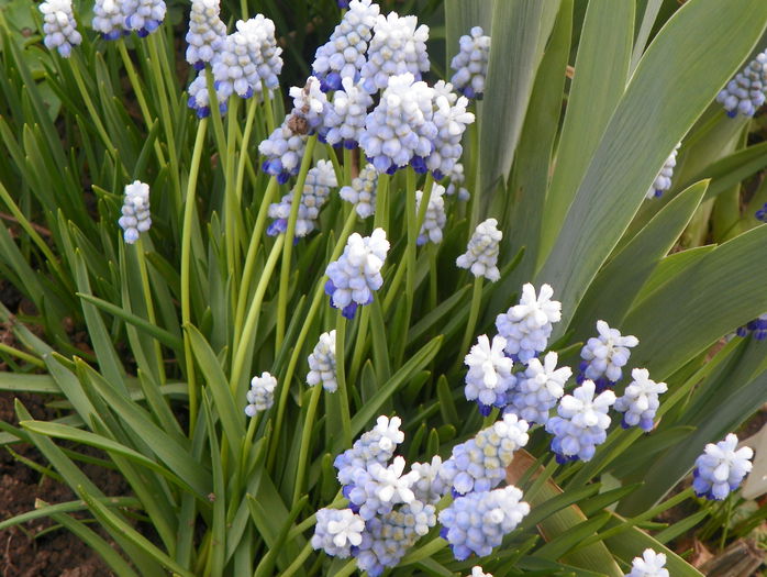 muscari Peppermint - Primavara 2015
