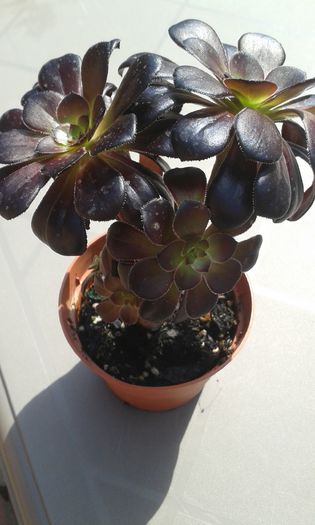 Aeonium arboreum - cactusi si suculente