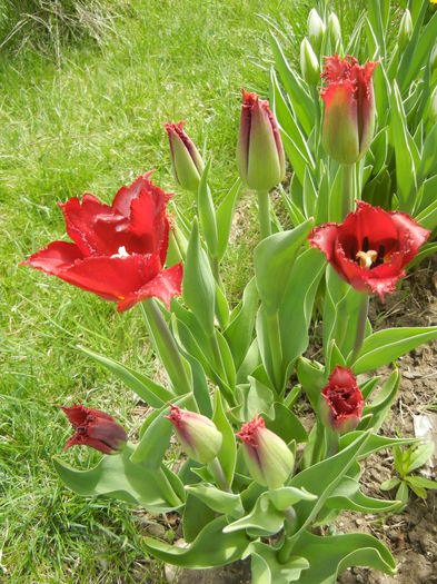 Tulipa Pacific Pearl (2015, April 15)