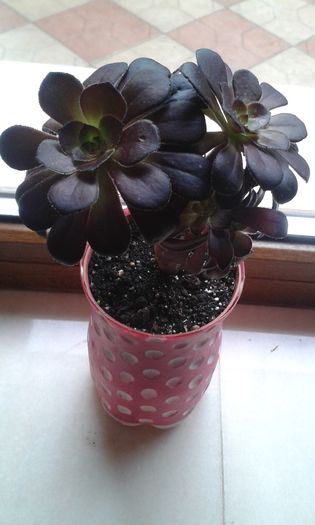 20150419_184913 - cactusi si suculente