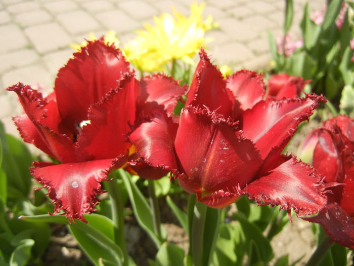 Tulipa Pacific Pearl (2015, April 16) - Tulipa Pacific Pearl