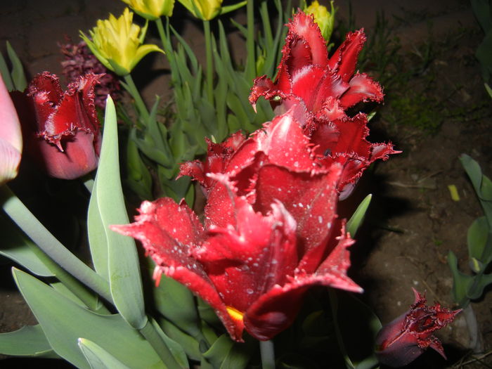 Tulipa Pacific Pearl (2015, April 16) - Tulipa Pacific Pearl