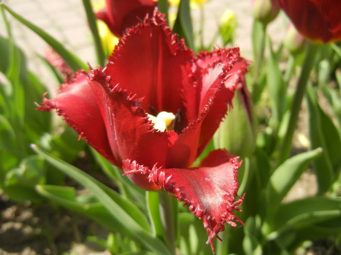 Tulipa Pacific Pearl (2015, April 16) - Tulipa Pacific Pearl