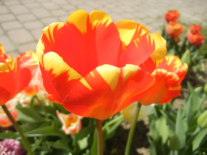 Tulipa Banja Luka (2015, April 16) - Tulipa Banja Luka