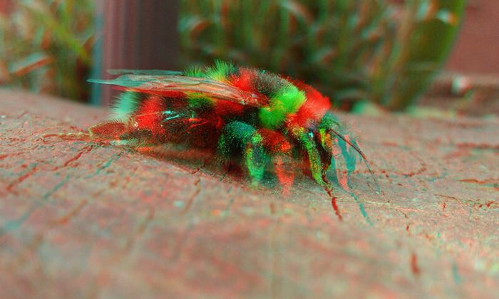 20150419_171119 - 3D ANAGLYPH