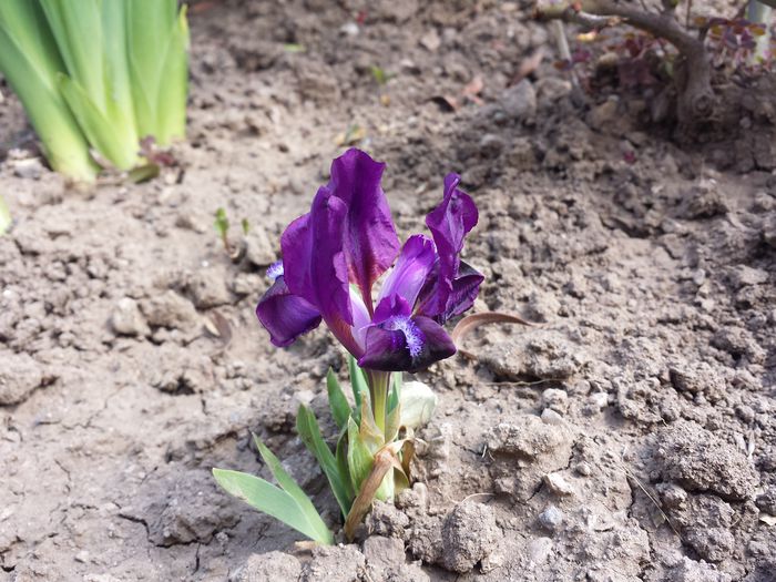 39 Iris pumila pitic - (mov)