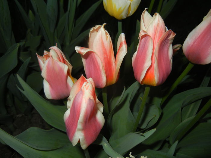 Tulipa Quebec (2015, April 16)