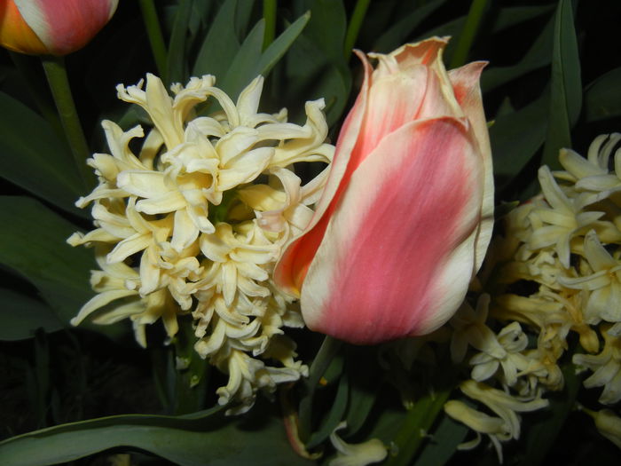 Tulipa Quebec (2015, April 16) - Tulipa Quebec