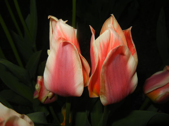 Tulipa Quebec (2015, April 16) - Tulipa Quebec