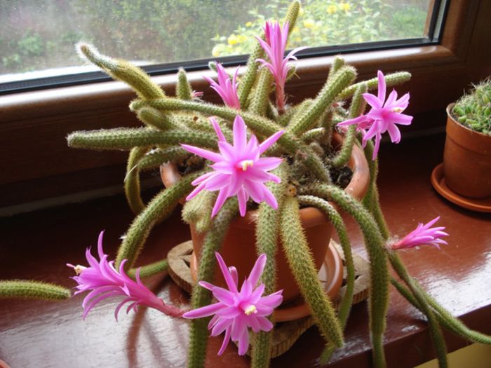 aporocactus in aprilie (1)