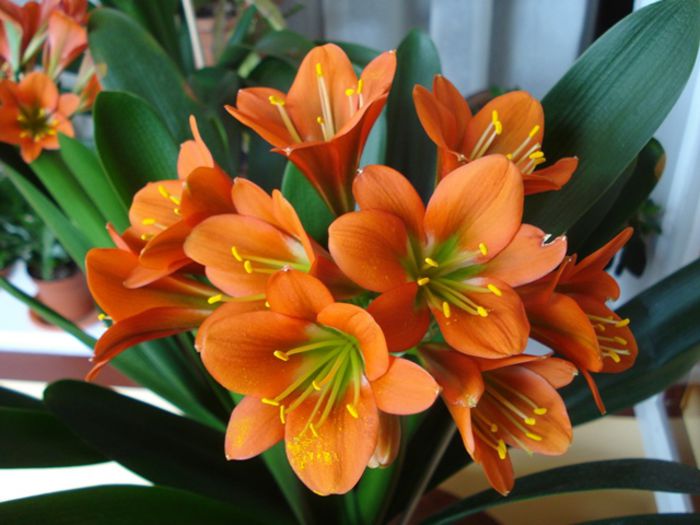 final de aprilie (2) - clivia in 2015