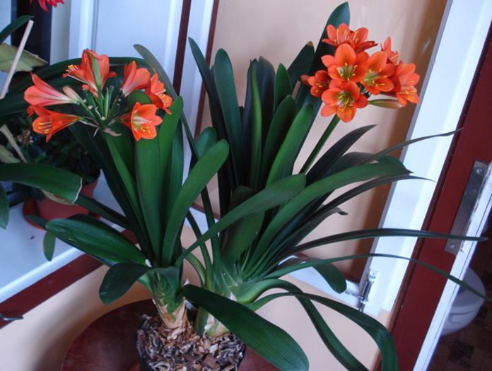 final de aprilie (4) - clivia in 2015