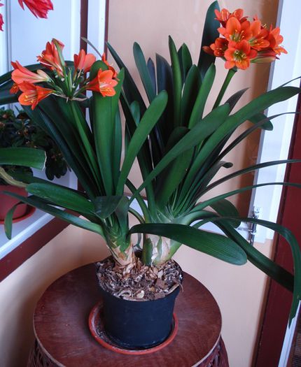 final de aprilie (5) - clivia in 2015