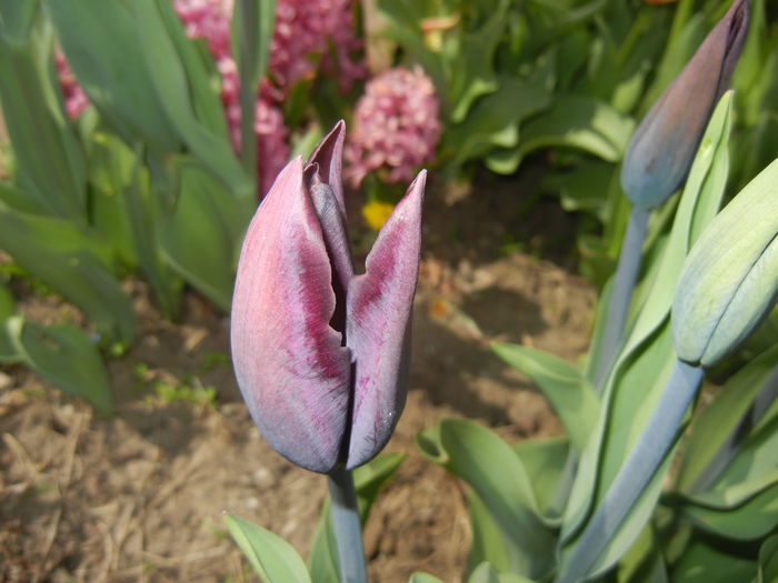 Tulipa Havran (2015, April 16) - Tulipa Havran