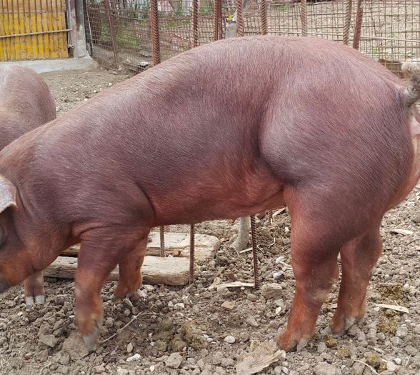 2015-04-22 08.33.07 - Duroc cu pedigree