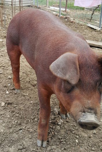 2015-04-22 08.38.43 - Duroc cu pedigree