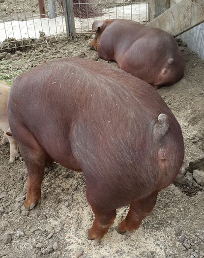 2015-04-22 08.37.21 - Duroc cu pedigree