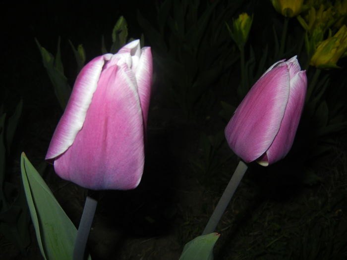 Tulipa Synaeda Blue (2015, April 16)