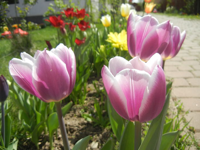 Tulipa Synaeda Blue (2015, April 16) - Tulipa Synaeda Blue