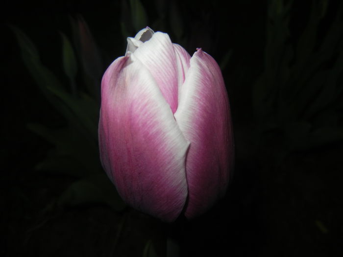 Tulipa Synaeda Blue (2015, April 16) - Tulipa Synaeda Blue