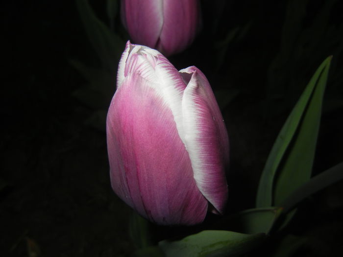Tulipa Synaeda Blue (2015, April 16)
