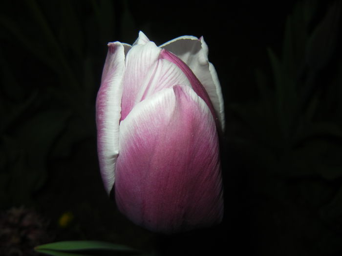 Tulipa Synaeda Blue (2015, April 16)