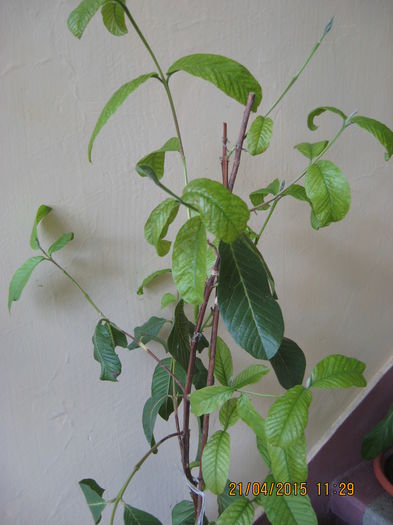 Detaliu - Guava - PSIDIUM GUAJAVA