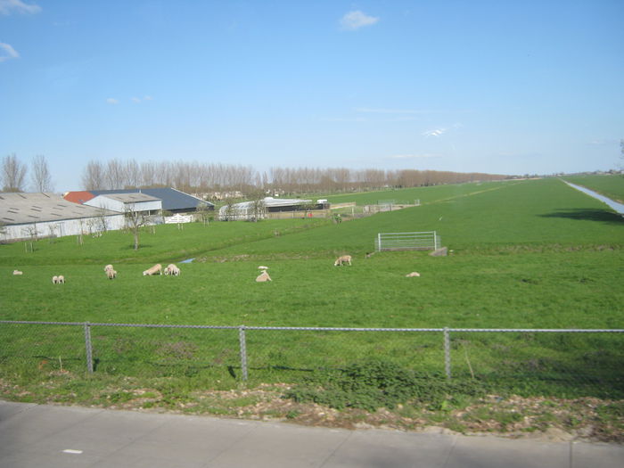 Holland 221 - in vizita la ferma de vaci Olanda