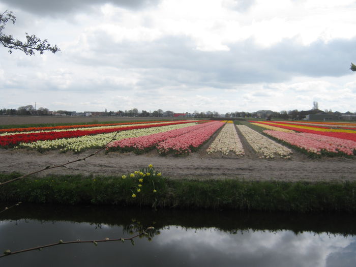 Holland 150 - in vizita la ferma de vaci Olanda