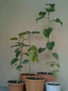 hibi din semin%u0163e