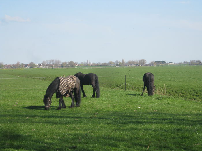 Holland 220 - in vizita la ferma de vaci Olanda