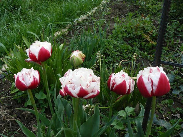 Lalele Horizon - Gradina rozelor Aprilie 2015