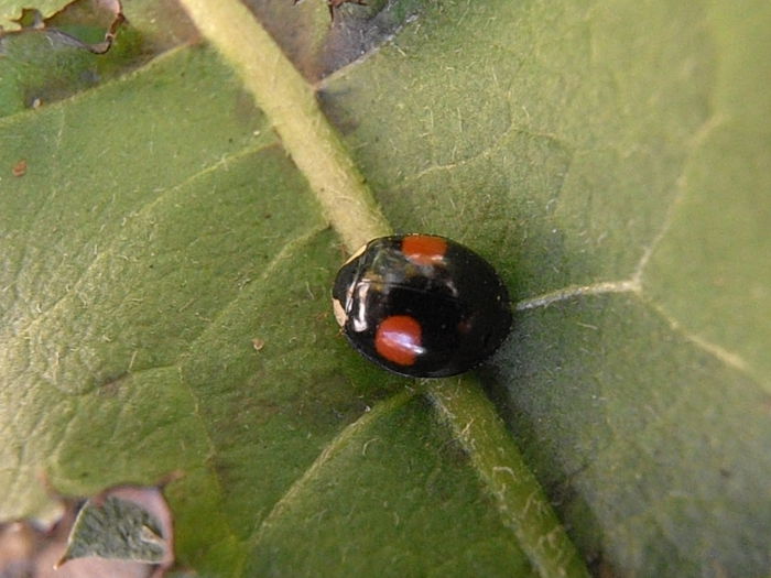 P4220116
