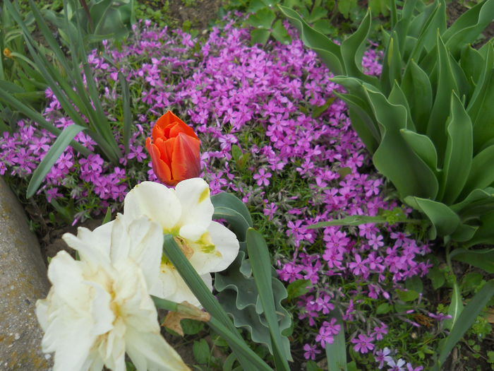 DSCN9280 - Gradina flori 2015