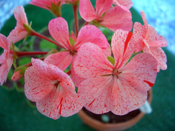 pelargonium pepermint pink - Muscate Pepermint