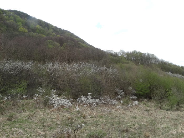 DSC00080 - Diverse fotografii