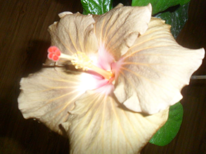 suntan - hibiscusi 2015-2