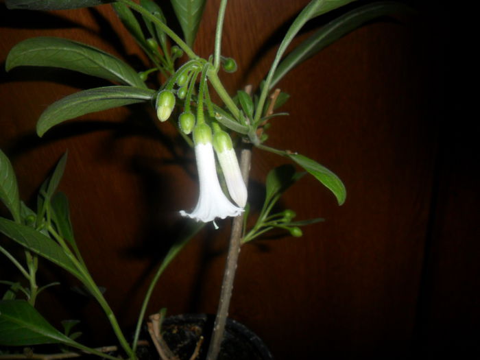 iochroma australe white - brugmansii-daturi-iochrome-2015