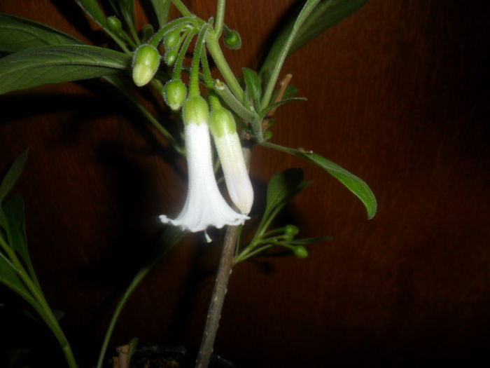 SAM_4476 - brugmansii-daturi-iochrome-2015