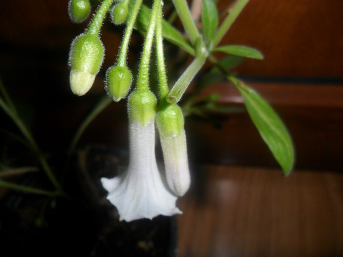 SAM_4478 - brugmansii-daturi-iochrome-2015