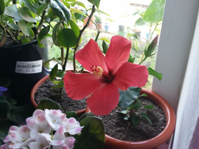 20150423_083848 - hibiscus