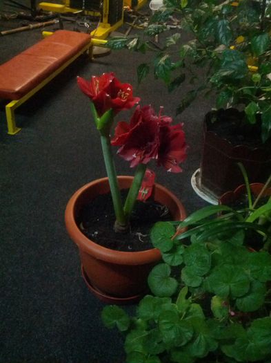 crin amarilis - gradina mea 2015