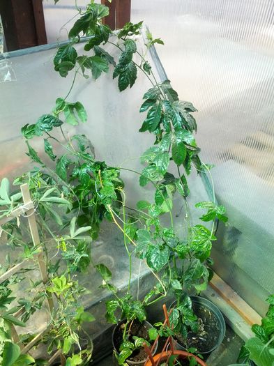 pasiflora mix - gradina mea 2015