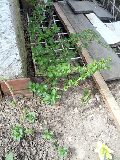 agrise - gradina mea 2015
