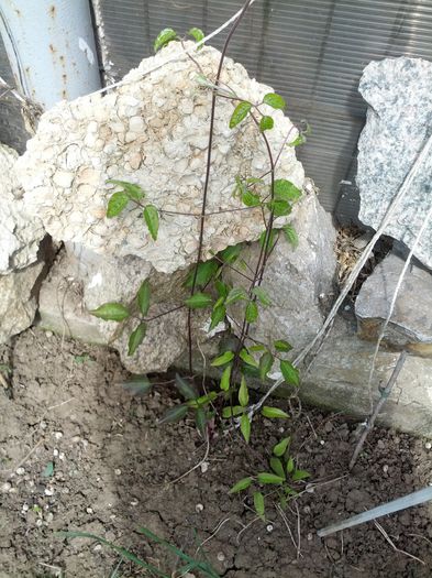 clematite - gradina mea 2015