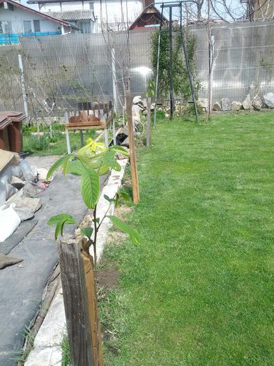banana indiana. paw-paw - gradina mea 2015